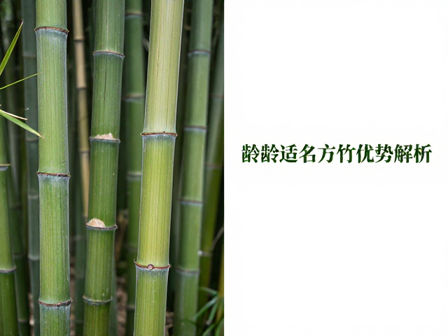 安徽毛竹与方竹区别,竹龄适中方竹优势解析