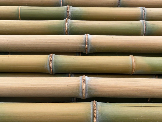 四川慈竹斑纹竹，优质竹材特性与应用全解析