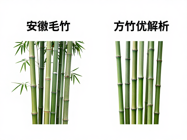 安徽毛竹与方竹区别,竹龄适中方竹优势解析