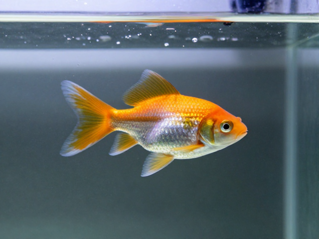 办公室水族箱腹水症预警,观赏鱼体表污渍清洁打理全攻略