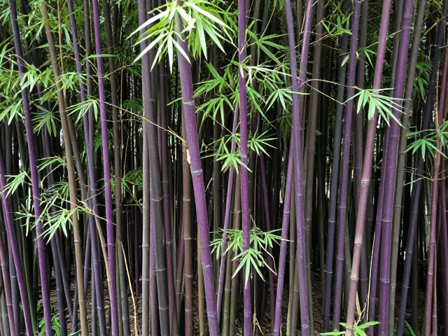 斑竹紫竹观赏性高,如何通风阴干保存?