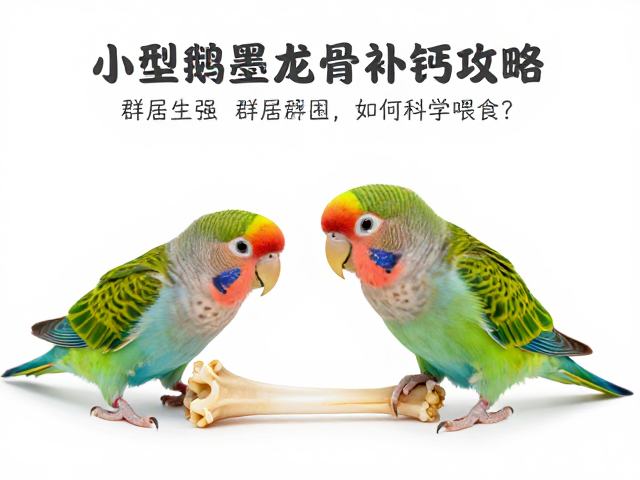 小型鹦鹉墨鱼骨补钙攻略，群居性强如何科学喂食？