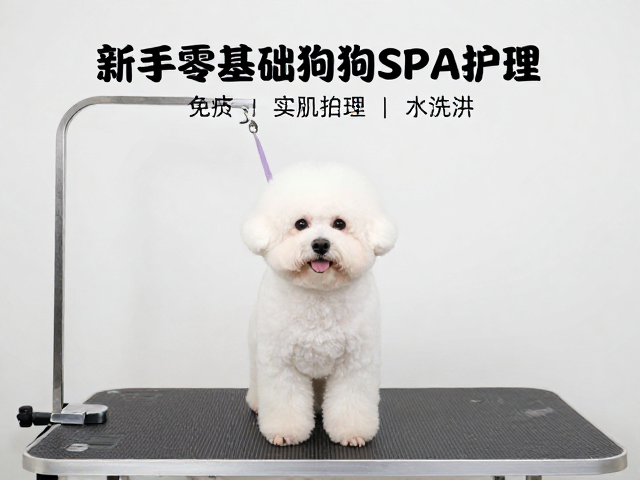 新手零基础学狗狗SPA护理,从洗护到实操的全路径指南