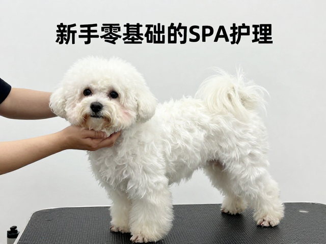 擦干与吹干技巧:防止皮肤病与毛发受损