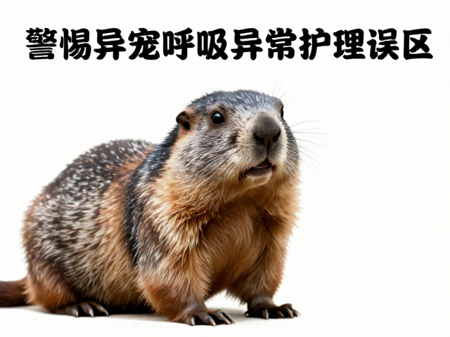 呼吸道异常的前置诱因与清洁误区辨析