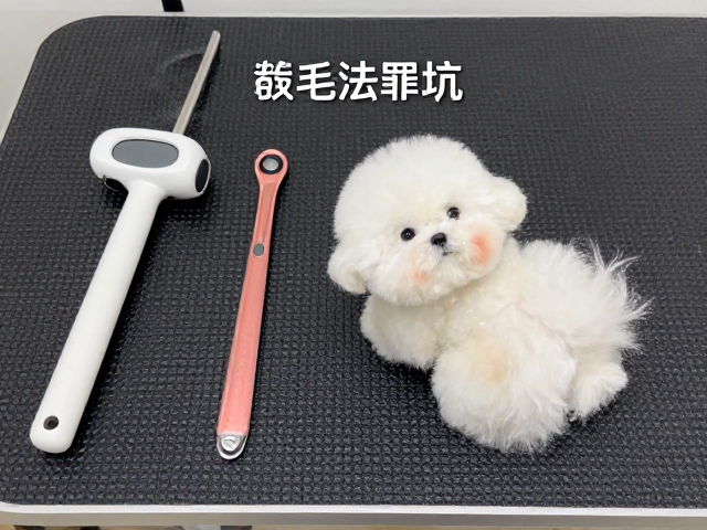 新手宠物美容避坑，避开复杂工具，毛结严重找专业