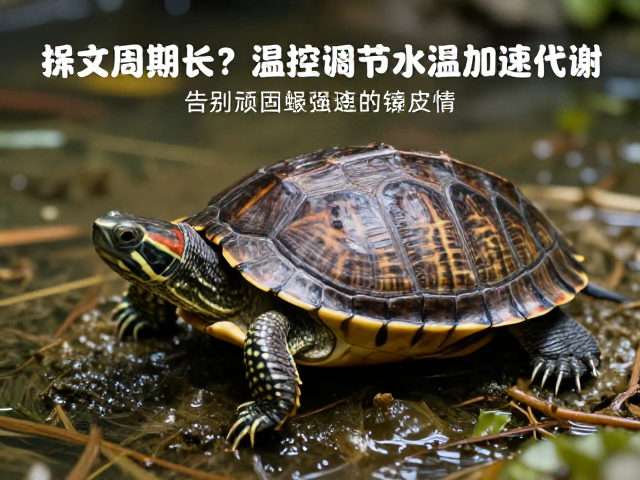 水龟蜕皮周期长?温控器调节水温加速代谢,告别顽固蜕皮