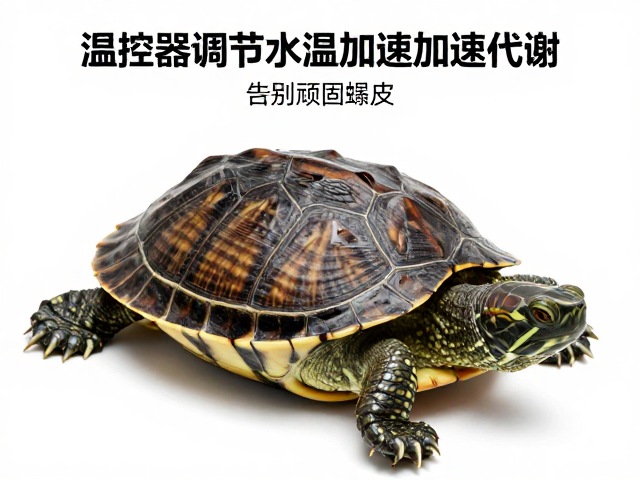 环境管理与长期维护