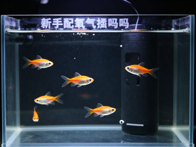 观察鱼只状态比设备参数更直观