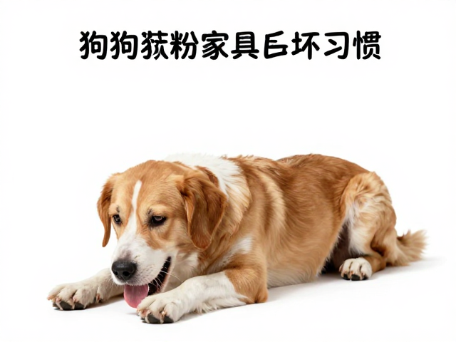 狗狗啃咬家具怎么办？反条件作用，每日遛狗，轻松纠正坏习惯