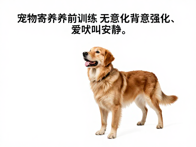 宠物寄养前训练,警惕吠叫,通过减少无意强化让爱宠更安静