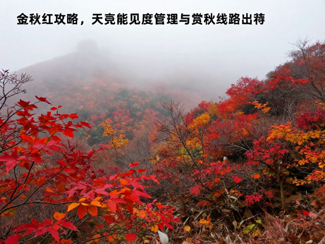 金秋红叶谷骑行攻略,雾天能见度管理与赏秋线路推荐