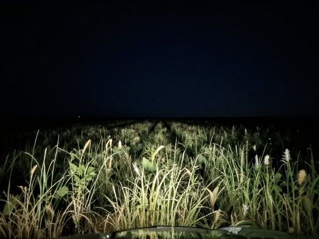 深夜荒原驾车指南，光束距离宽度控制与植被遮挡清理技巧