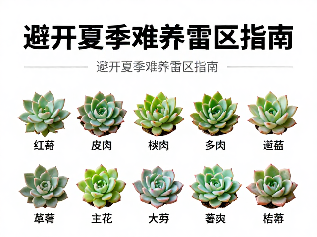 新手多肉推荐，皮实好养品种大全，避开夏季难养雷区指南