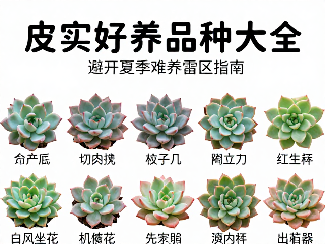 夏季养护雷区与风险规避指南