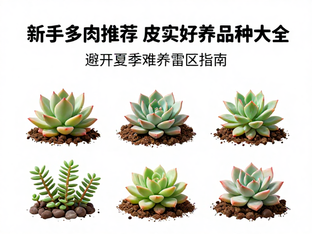 土壤配置与日常养护细节