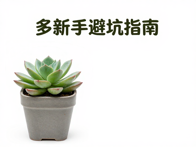 环境通风与浇水频率的协同