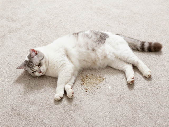 猫咪室内乱尿？饭后睡醒如厕，地毯除味，3步解决异味烦恼