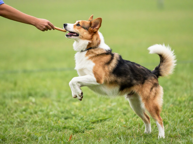 初级动作引导与正向强化