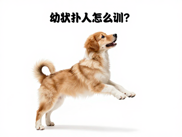 幼犬扑人怎么训？告别焦虑紧张，跳跃扑抱动作纠正指南