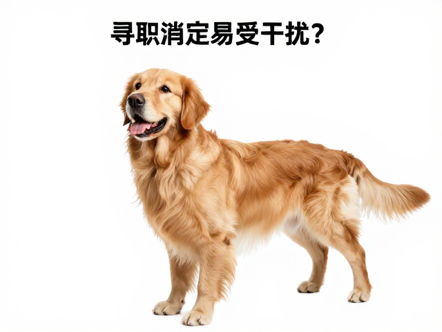 金毛寻回犬易受干扰？衔取指定物品训练技巧，专注力提升指南