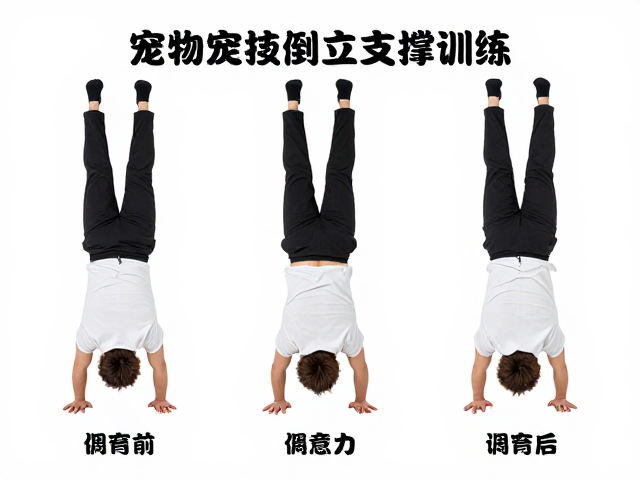 科学实施倒立支撑训练的分阶段指南