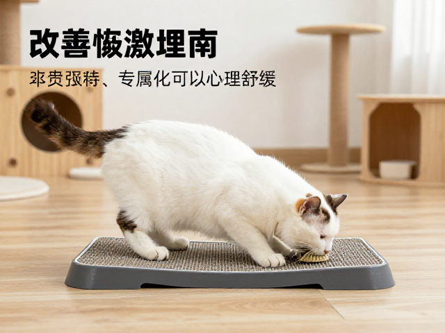 宠物训练课堂：建立正向互动的日常流程