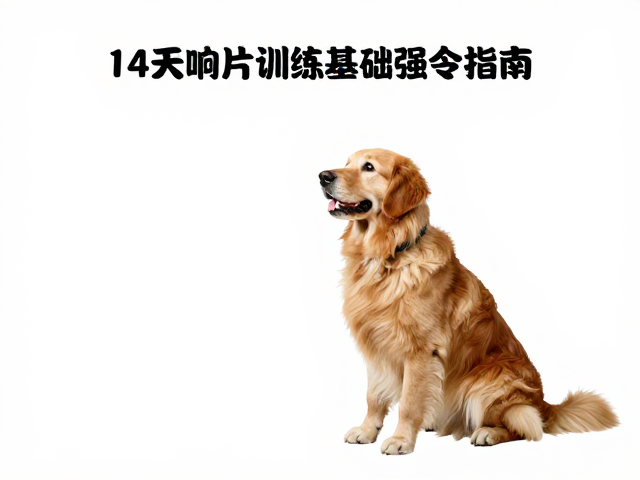 14天响片训练，坐下指令基础强化指南
