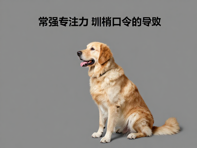 专注力维持与抗干扰训练