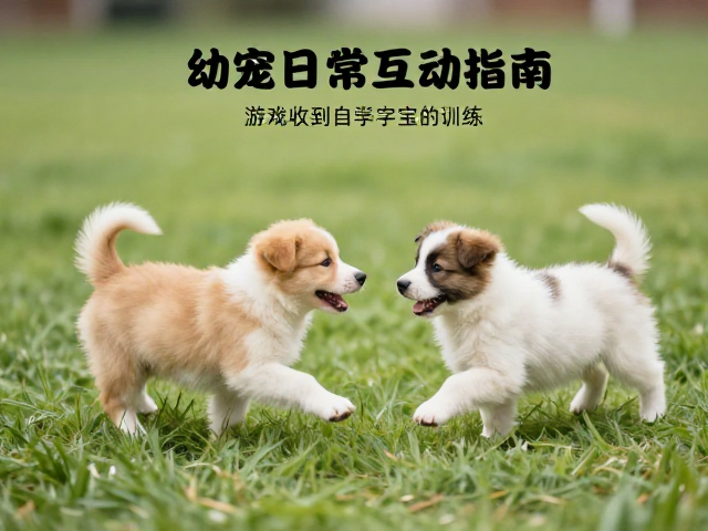 游戏化训练:利用追逐与寻找强化记忆