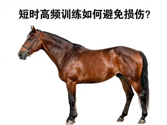 管控马匹髋关节发育,短时高频训练如何避免损伤?