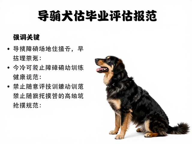 导盲犬毕业评估期，避开障碍物训练与禁止随意抚摸的工作规范