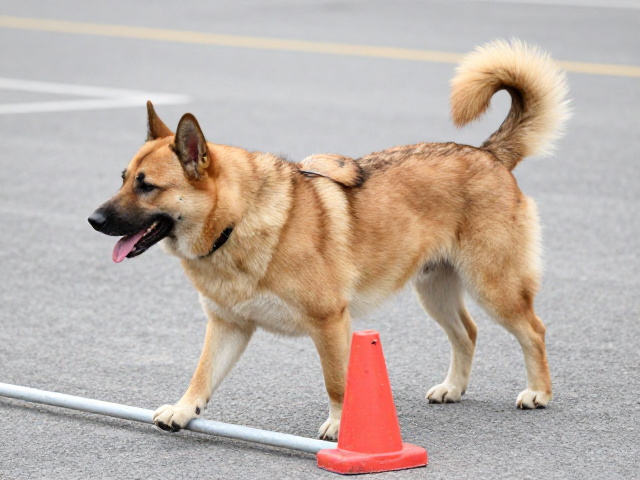 工作犬身份识别,如何训练狗狗障碍物规避行走与绕开障碍物