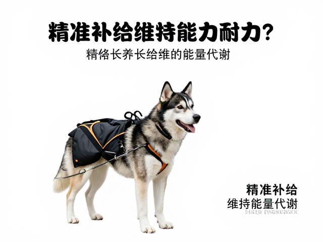营养支持策略:精准补给维持能量代谢
