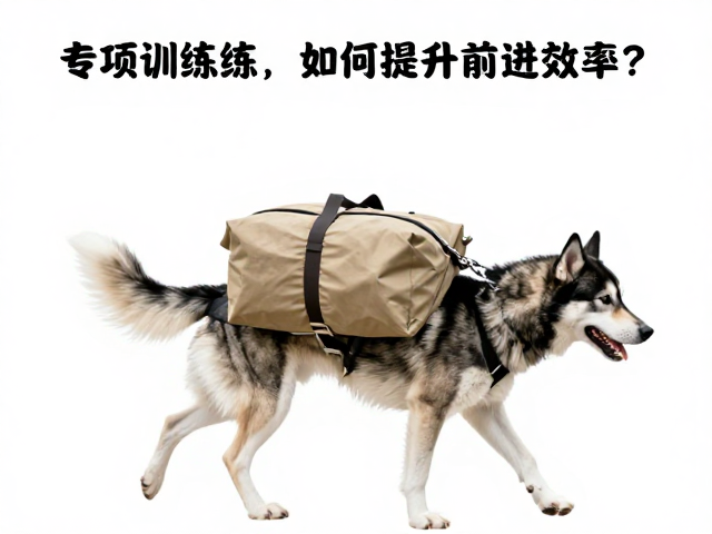 雪橇犬专项训练,驮运物资负重行走如何提升前进效率?