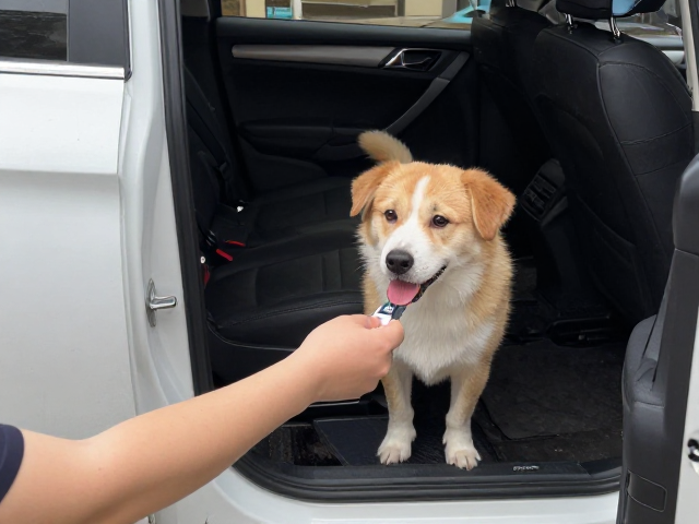 狗狗上车总乱动?配合上下车,情绪稳定,奖励靠近,3步搞定