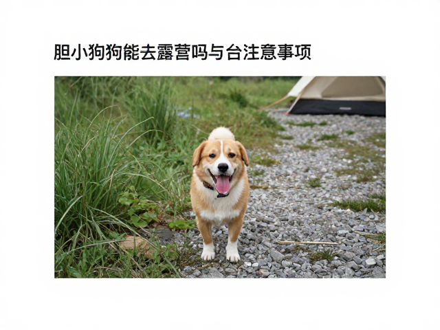 胆小狗狗能去露营吗？草丛碎石路面随行攻略与注意事项