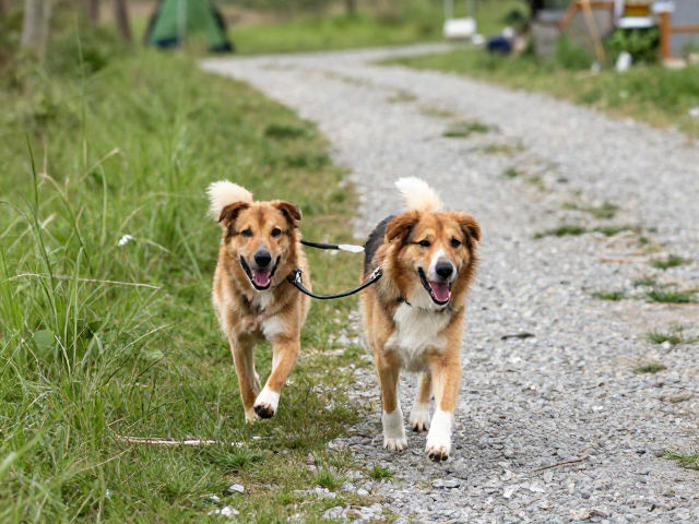 露营犬草丛碎石路随行训练，伤口消毒与行为管理全攻略
