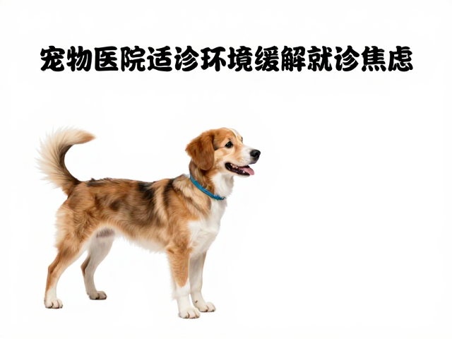 行为干预与就诊流程优化