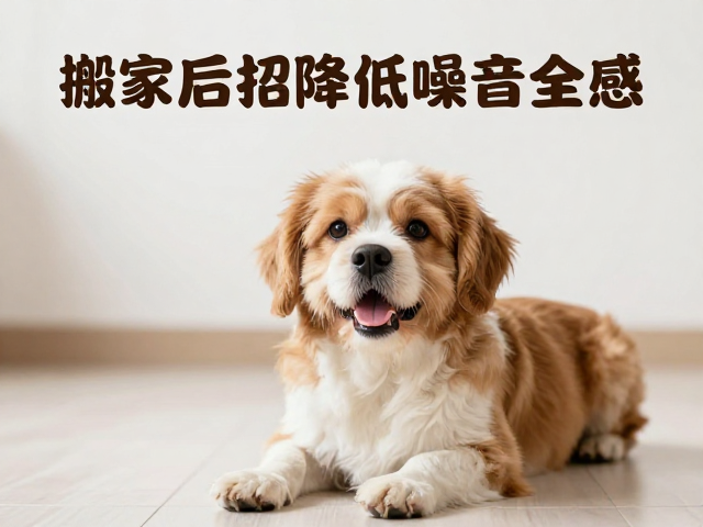 搬家后宠物焦虑？3招降低噪音干扰，快速提升新居安全感