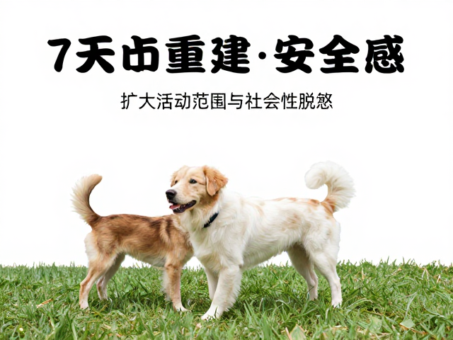 第六至七天:扩大活动范围与社会性脱敏