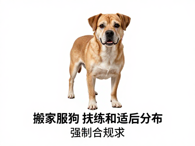 基础服从训练的核心作用