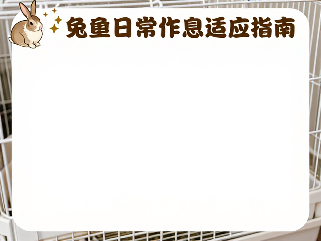 兔子笼舍日常作息适应指南,如何帮爱兔形成固定生物钟