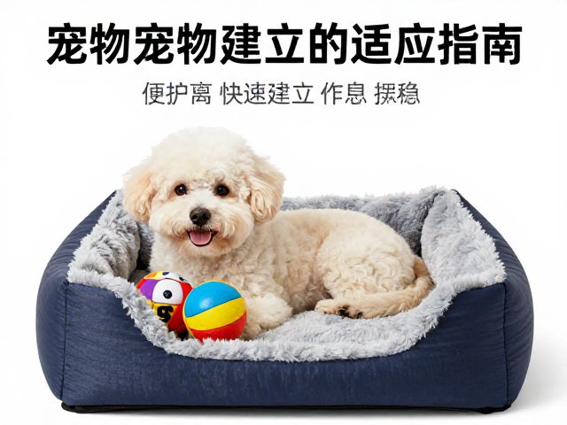玩具奖励机制与正向行为强化