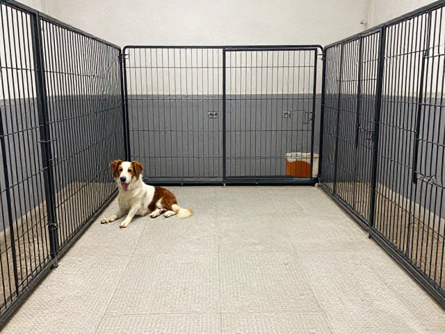 笼舍适应:利用犬类天性建立空间秩序