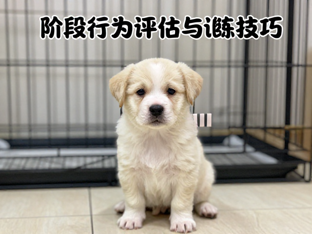 3-6月龄幼犬笼舍适应指南，阶段性行为评估与训练技巧