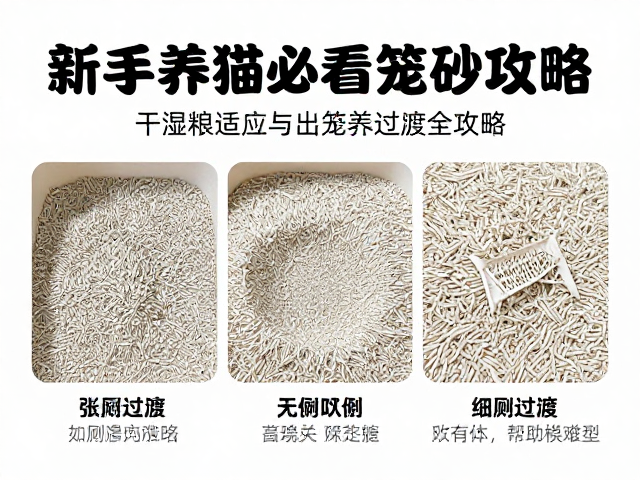 新手养猫必看,猫砂启蒙、干湿粮适应与笼养过渡全攻略