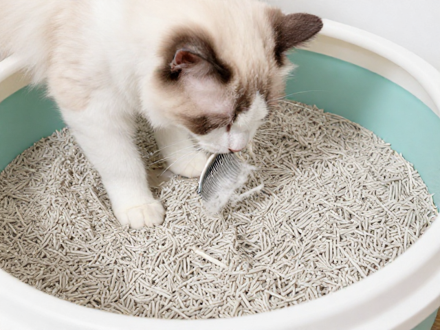 6月龄猫砂使用启蒙与巩固,梳毛配合训练指南