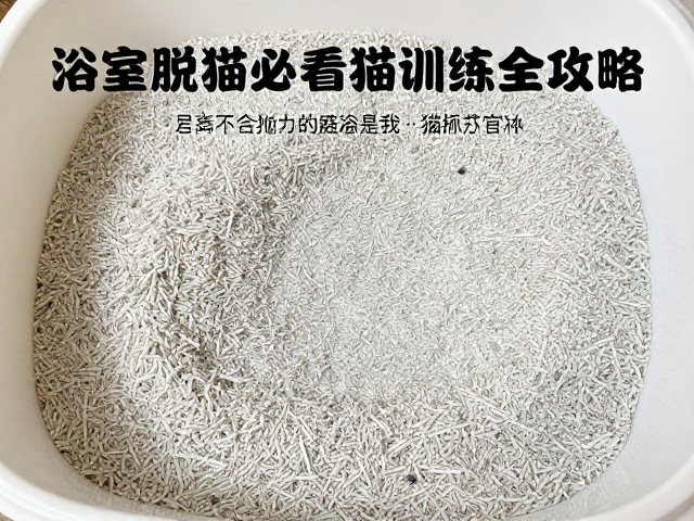 新手养猫必看,猫砂启蒙、浴室脱敏与猫抓板训练全攻略