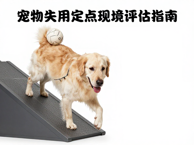 复训阶段的行为引导与正向强化策略